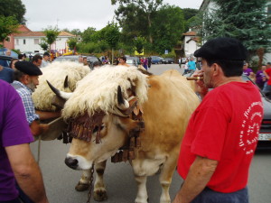 Ganado acarreando troncos