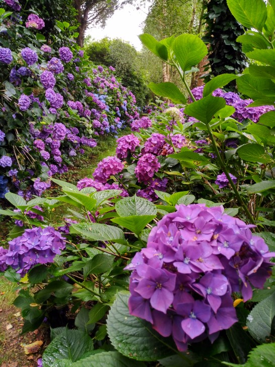 Un paseo entre begonias