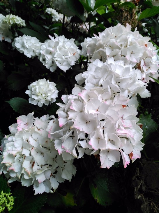 Begonia blanca