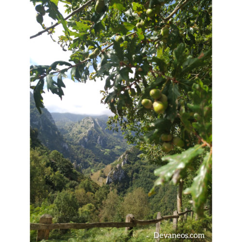 Senda Verde L'Acebal